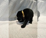 Small #2 Labrador Retriever