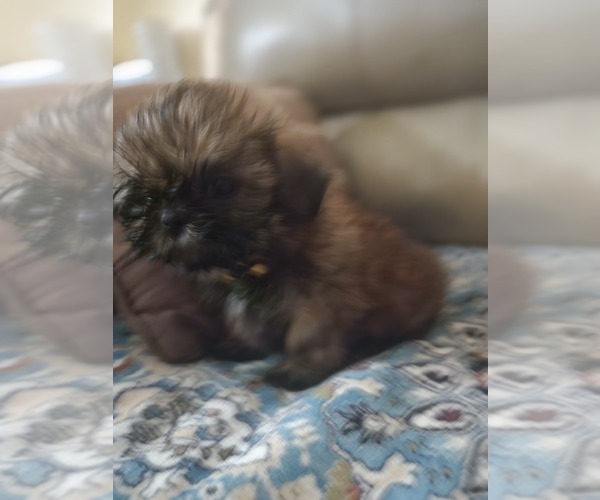 Medium Photo #1 Shih Tzu Puppy For Sale in WOODSFIELD, OH, USA