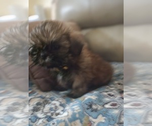 Shih Tzu Puppy for sale in WOODSFIELD, OH, USA