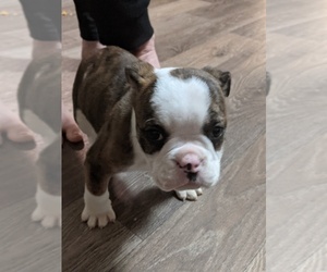 English Bulldog Puppy for sale in SPENCER, TN, USA