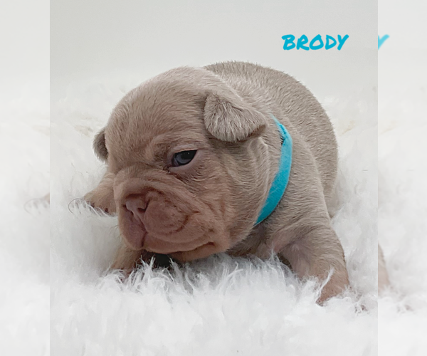 Medium Photo #5 French Bulldog Puppy For Sale in LEHIGH ACRES, FL, USA