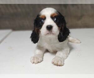 Cavalier King Charles Spaniel Puppy for sale in CLARK, MO, USA