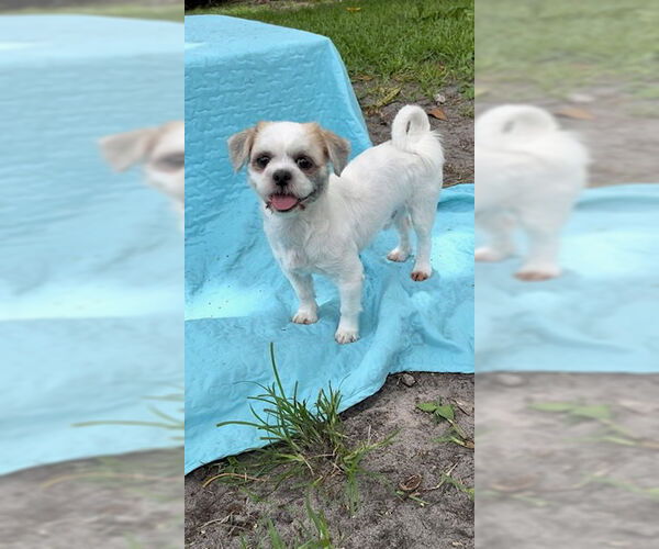 Medium Photo #2 Shih Tzu Puppy For Sale in Weston, FL, USA