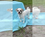 Small #1 Shih Tzu