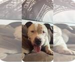 Small #3 American Pit Bull Terrier-American Staffordshire Terrier Mix