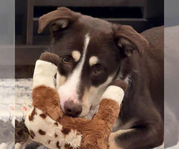 Medium Photo #2 Mutt Puppy For Sale in Woodbury, NY, USA