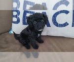 Small Photo #2 Maltipoo Puppy For Sale in GRANDVILLE, MI, USA