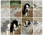 Puppy Oliver Texas Heeler