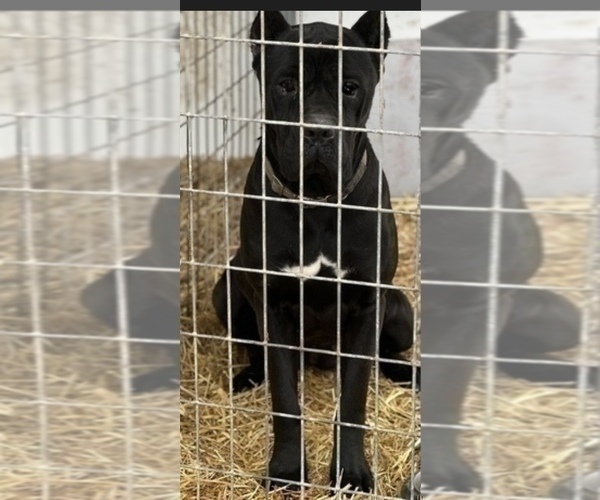 Medium Photo #1 Cane Corso Puppy For Sale in ANDERSON, IN, USA
