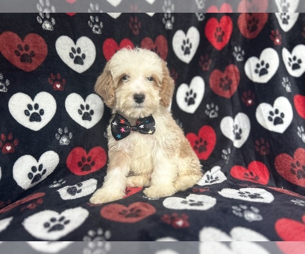 Medium Photo #6 Cockapoo Puppy For Sale in LAKELAND, FL, USA