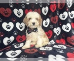 Small #5 Cockapoo