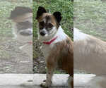 Small #3 Chihuahua Mix