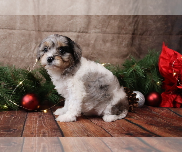 Medium Photo #3 Cavapoo (Toy) Puppy For Sale in WEST SALEM, OH, USA