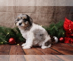 Small #2 Cavapoo (Toy)