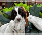 Puppy Charlie English Springer Spaniel