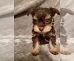 Small Photo #3 Schnauzer (Miniature) Puppy For Sale in FAYETTEVILLE, NC, USA