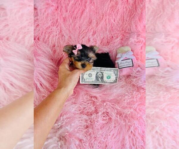 Medium Photo #12 Yorkshire Terrier Puppy For Sale in BOSTON, MA, USA
