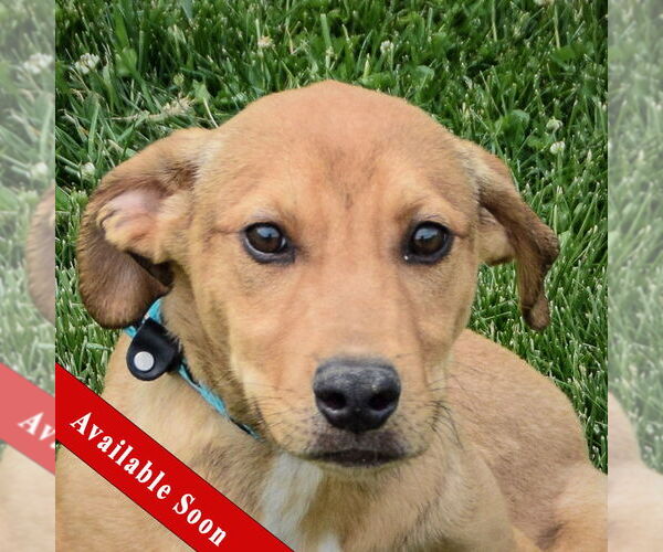 Medium Photo #1 Boxador Puppy For Sale in Huntley, IL, USA
