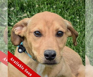 Boxador Dogs for adoption in Huntley, IL, USA