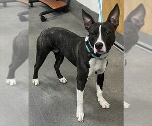 Mutt Dogs for adoption in Forestville, MD, USA