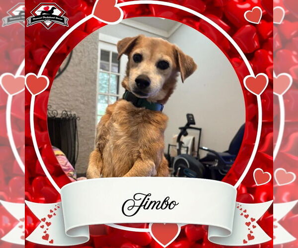 Medium Photo #3 Dachshund-Unknown Mix Puppy For Sale in San Antonio, TX, USA