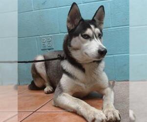 Siberian Husky Dogs for adoption in Downey, CA, USA