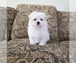 Small #1 Maltese