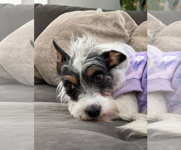 Medium Photo #4 Mutt Puppy For Sale in Germantown, OH, USA