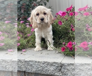 Cocker Spaniel Puppy for sale in CANOGA, NY, USA