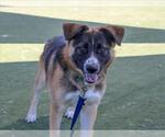 Small #1 German Shepherd Dog Mix