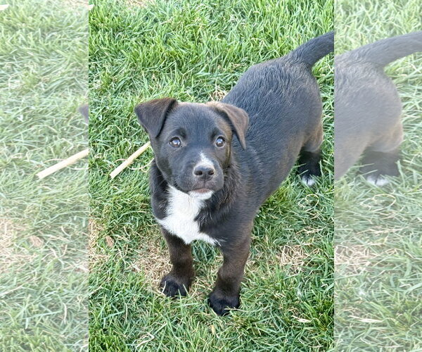 Medium Photo #1 Labrador Retriever-Unknown Mix Puppy For Sale in Sandy, UT, USA