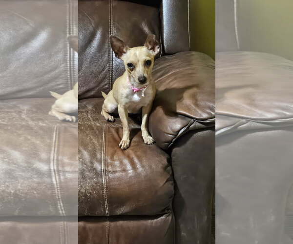 Medium Photo #1 Chihuahua-Unknown Mix Puppy For Sale in Fort Collins, CO, USA
