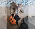 Small American Pit Bull Terrier Mix