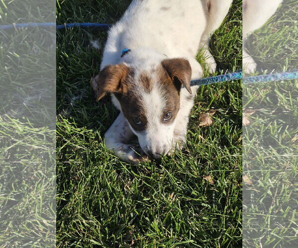 Medium Photo #1 Mutt Puppy For Sale in Garden City, NY, USA