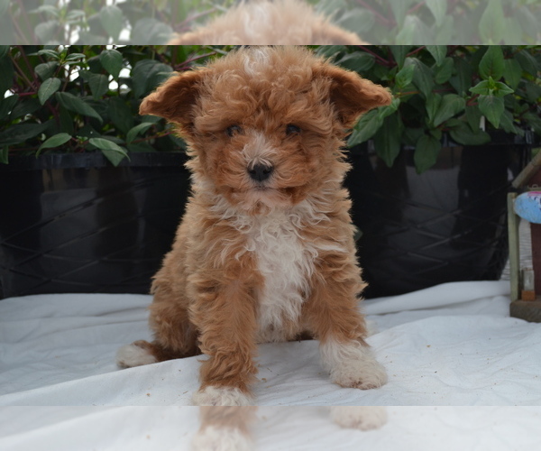 Medium Photo #1 Cavapoo (Miniature)-Poodle (Toy) Mix Puppy For Sale in GREENWOOD, WI, USA
