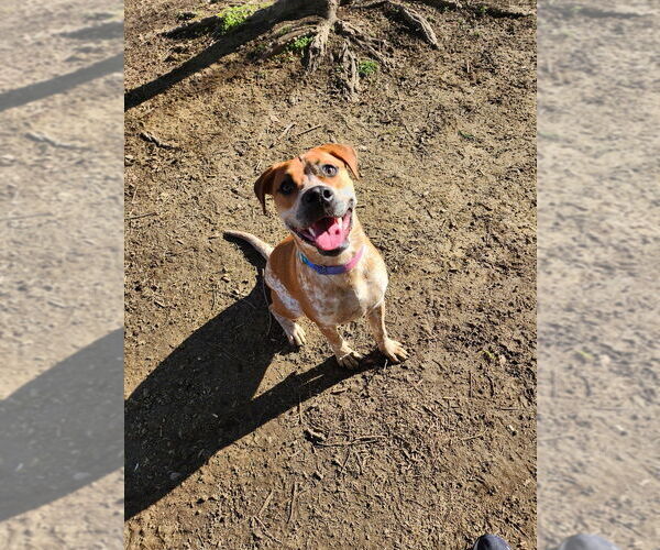 Medium Photo #11 Coonhound-Unknown Mix Puppy For Sale in Evansville, IN, USA