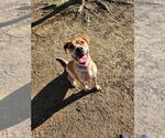 Small #10 Coonhound Mix