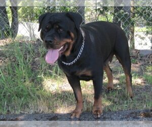 Mother of the Rottweiler puppies born on 02/18/2022