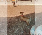 Small #15 Catahoula Leopard Dog-Labrador Retriever Mix