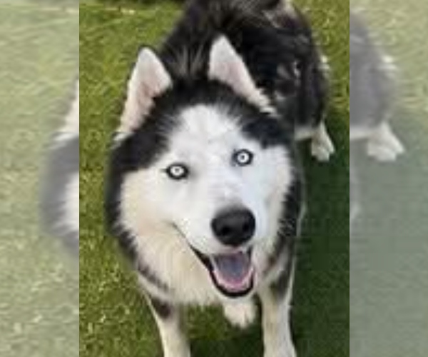 Medium Photo #8 Siberian Husky Puppy For Sale in garner, NC, USA