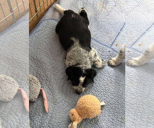 Mutt Dogs for adoption in Garden City, NY, USA