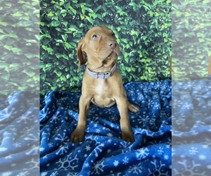 Vizsla Puppy for sale in LANCASTER, PA, USA