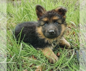 German Shepherd Dog Puppy for sale in CIMARRON, CA, USA