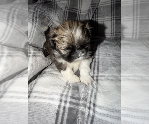 Medium Photo #3 Shih Tzu Puppy For Sale in GLENDALE HEIGHTS, IL, USA