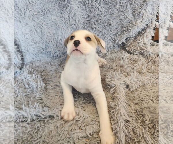 Medium Photo #3 Mutt Puppy For Sale in Fargo, ND, USA