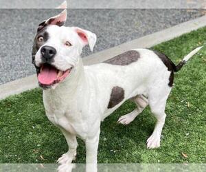 American Pit Bull Terrier Dogs for adoption in Moreno Valley, CA, USA