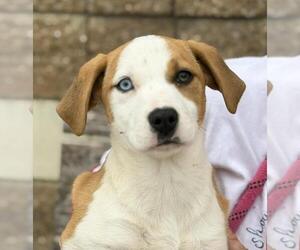 Labrador Retriever Dogs for adoption in Tulsa, OK, USA