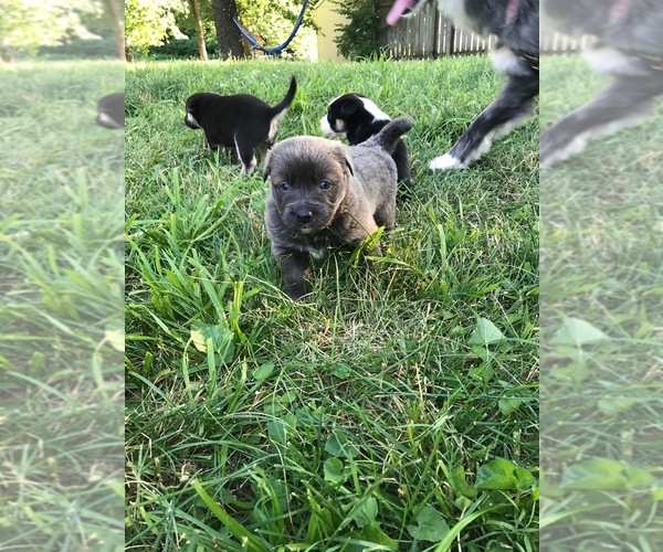 View Ad Photo 1 of Listing Doberman PinscherTexas Heeler Mix Puppy for Sale