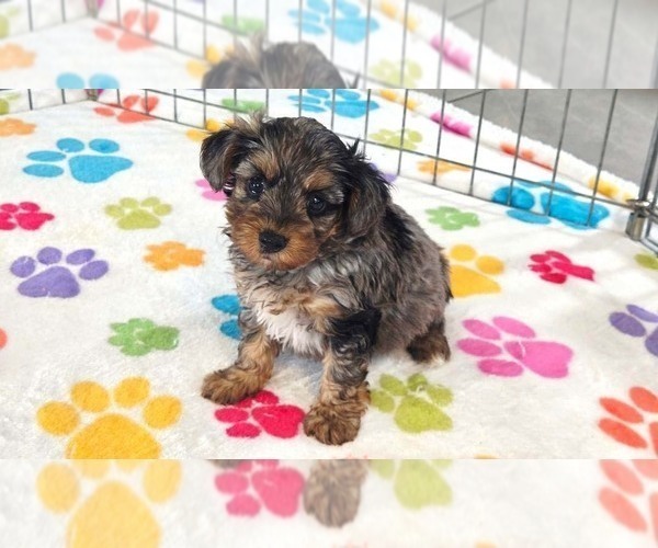 Medium Photo #3 Yorkipoo Puppy For Sale in ORO VALLEY, AZ, USA