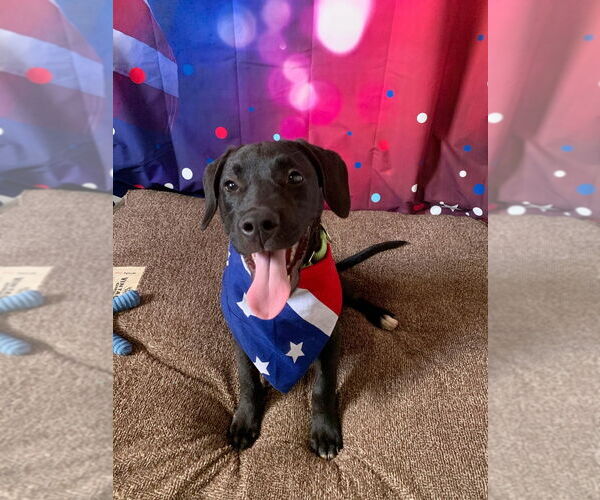 Medium Photo #2 Mutt Puppy For Sale in San Leon, TX, USA